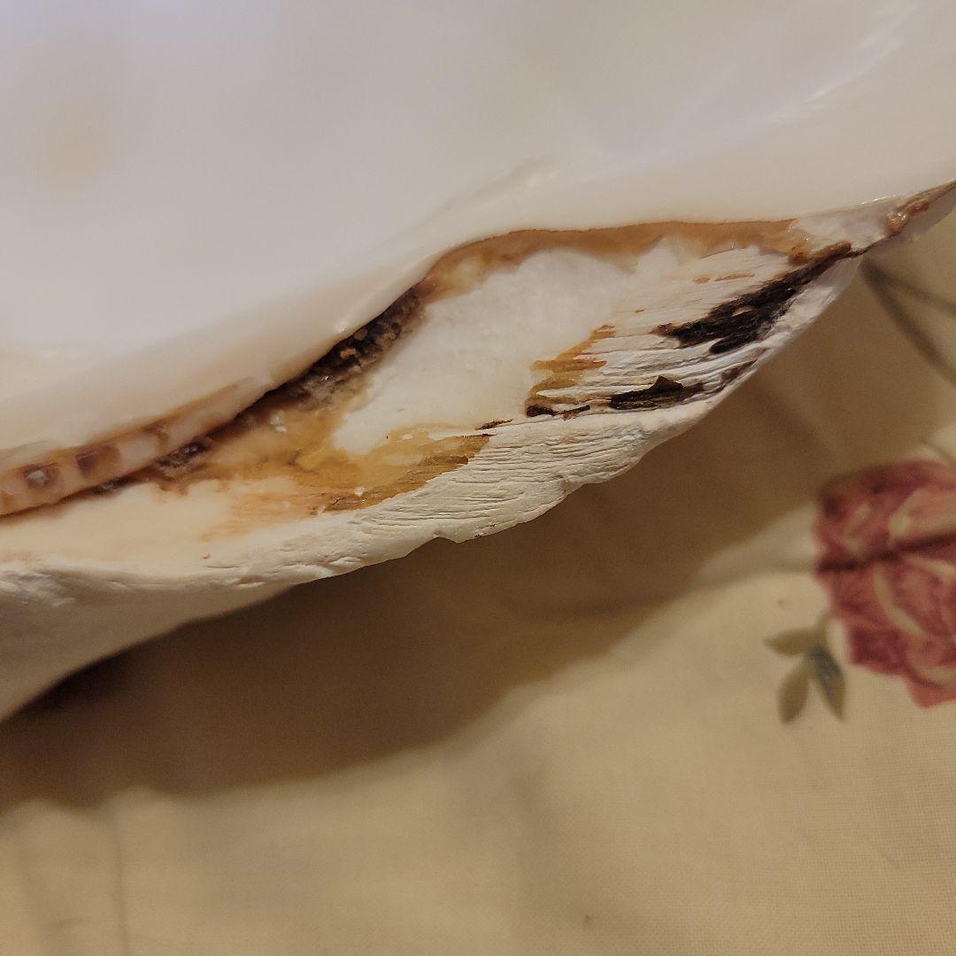 特大貝殻　36.5cm　片側シングル　貴重　シャコ貝　トレイ　ディスプレー　置物