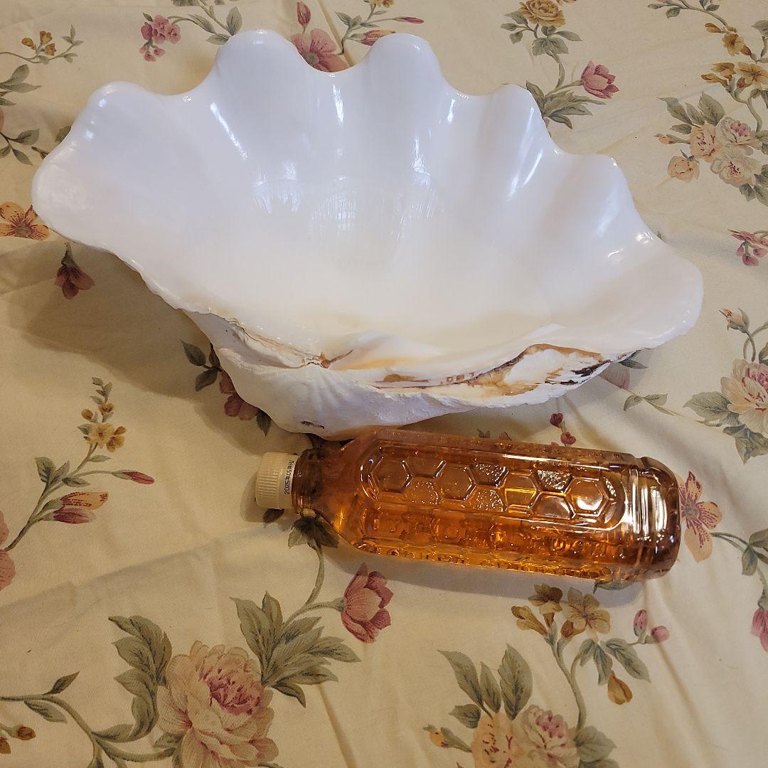 特大貝殻　36.5cm　片側シングル　貴重　シャコ貝　トレイ　ディスプレー　置物