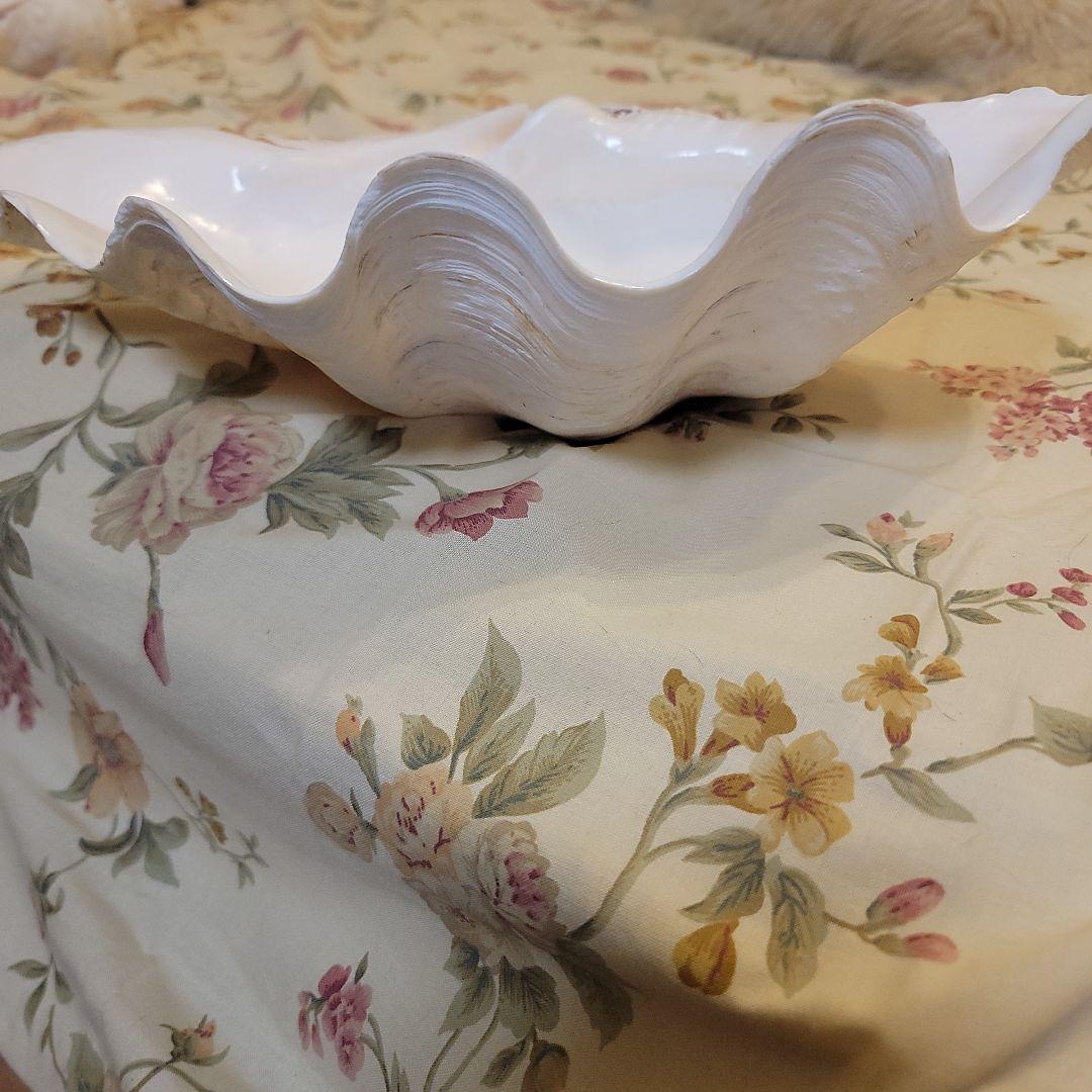 特大貝殻　36.5cm　片側シングル　貴重　シャコ貝　トレイ　ディスプレー　置物