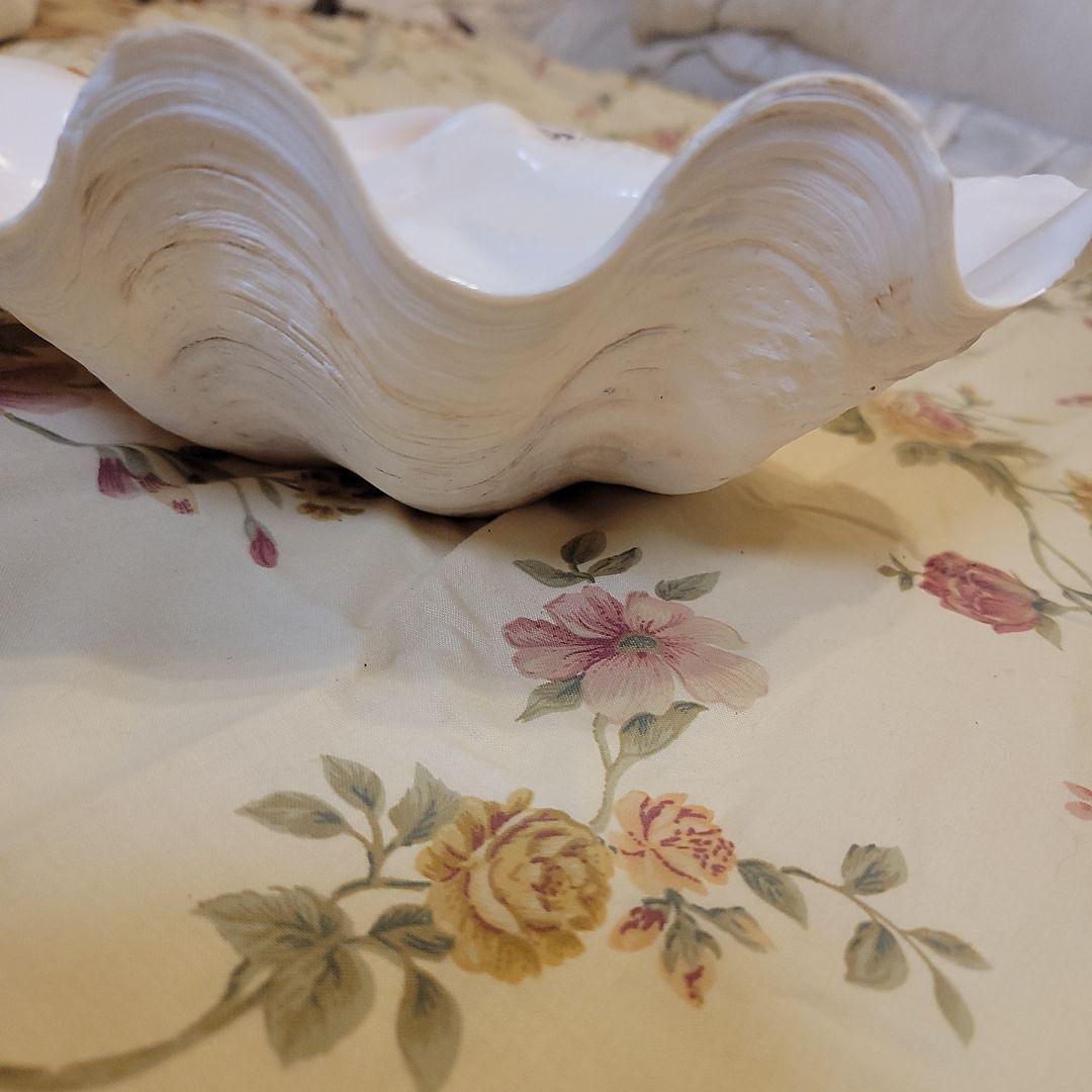 特大貝殻　36.5cm　片側シングル　貴重　シャコ貝　トレイ　ディスプレー　置物