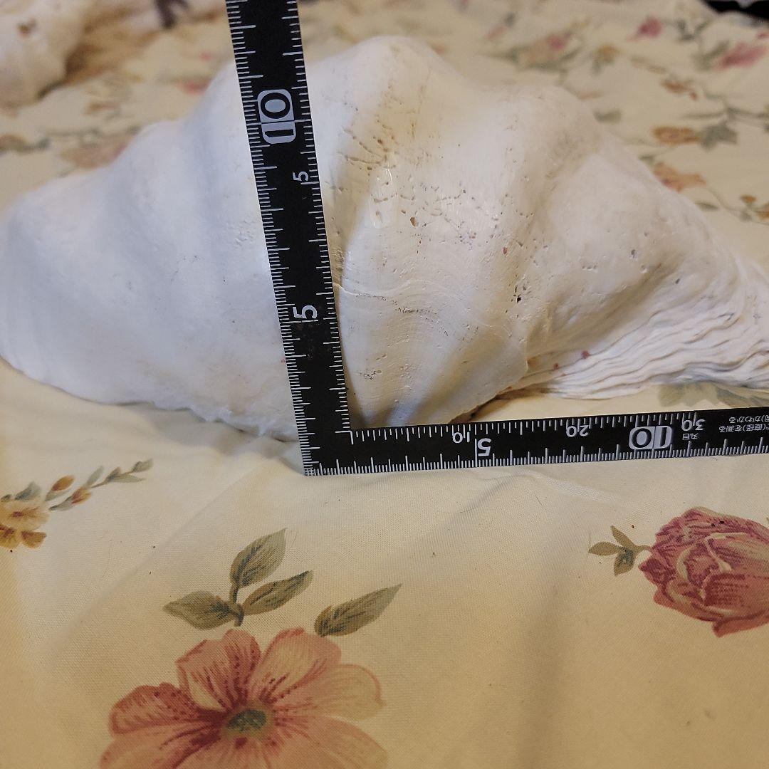 特大貝殻　36.5cm　片側シングル　貴重　シャコ貝　トレイ　ディスプレー　置物