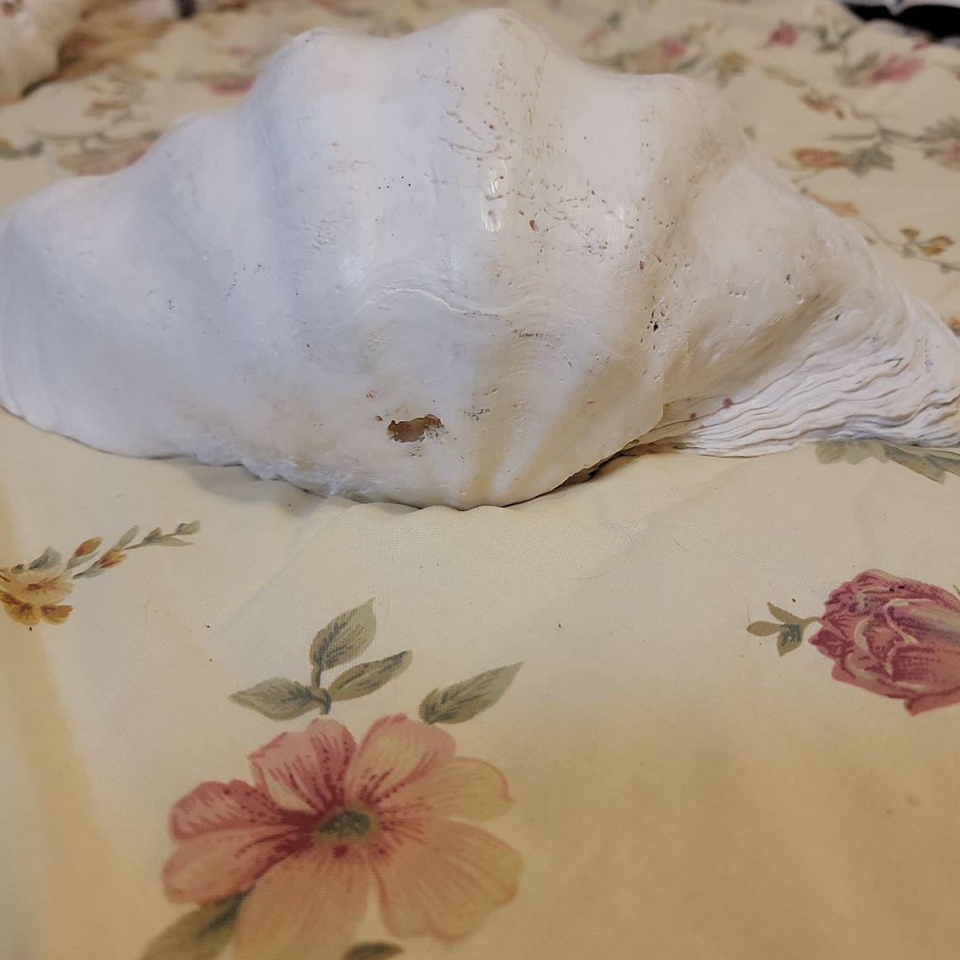 特大貝殻　36.5cm　片側シングル　貴重　シャコ貝　トレイ　ディスプレー　置物