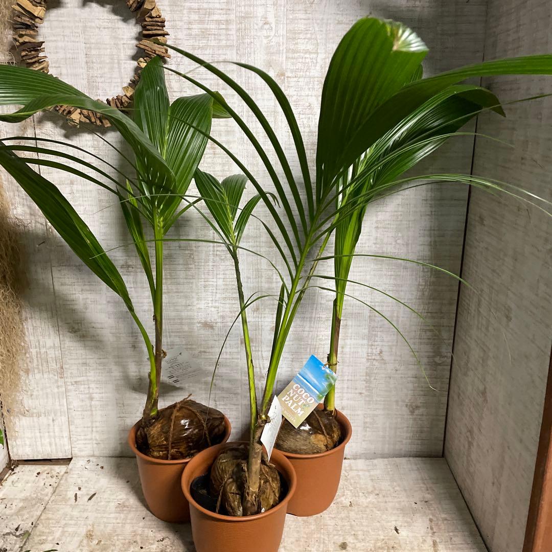 処分特価！3鉢価格！ココヤシ 苗 苗木 観葉植物 7号鉢 ヤシの木 - メルカリ