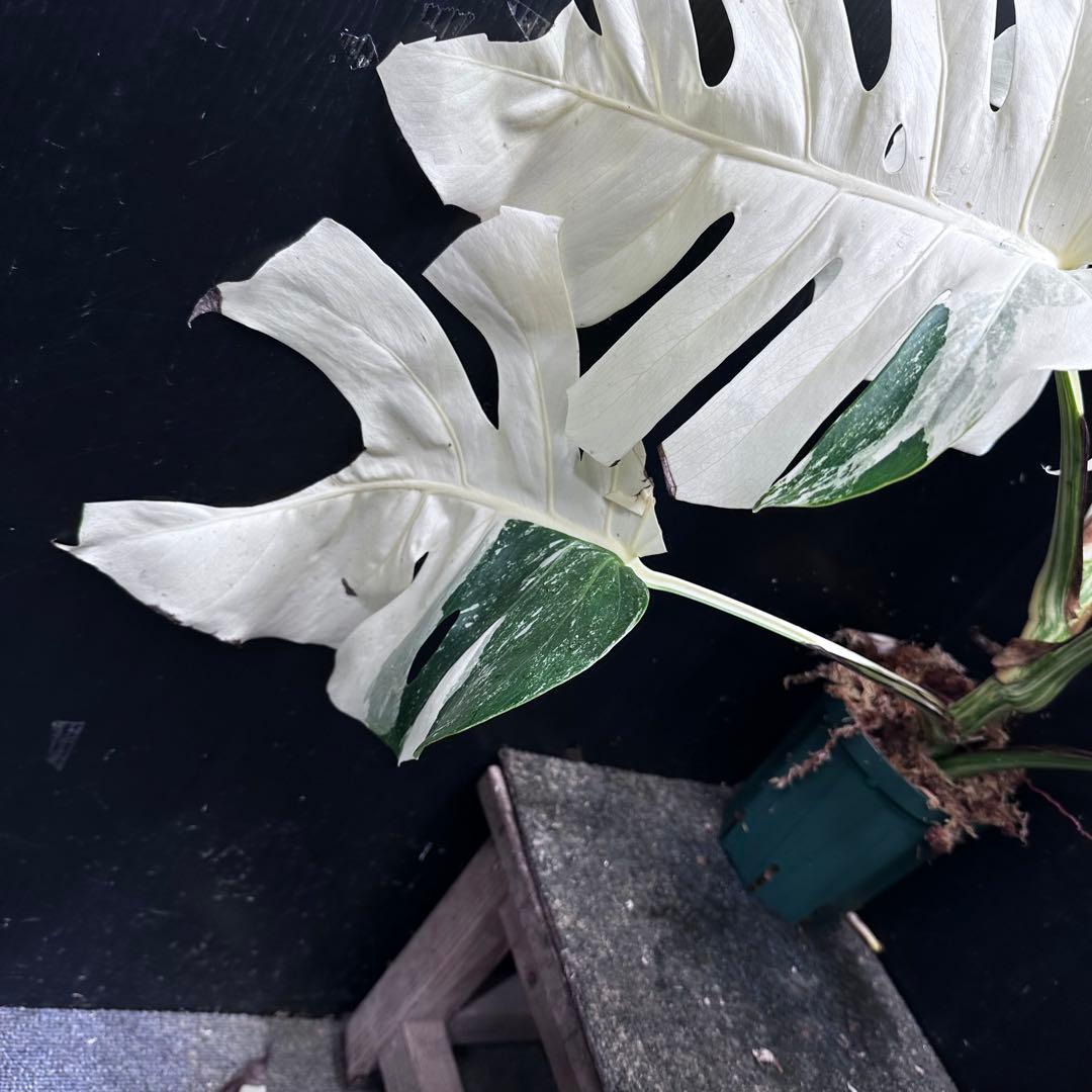 斑入りモンステラ ホワイトタイガー極美大株56cm白斑多 - メルカリ