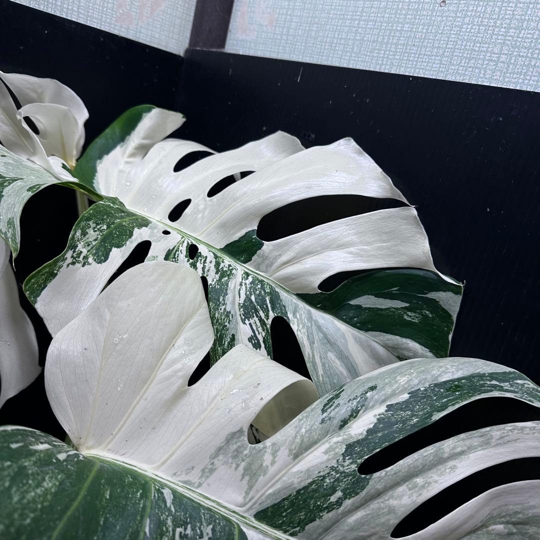 斑入りモンステラ ホワイトタイガー極美大株56cm白斑多 - メルカリ