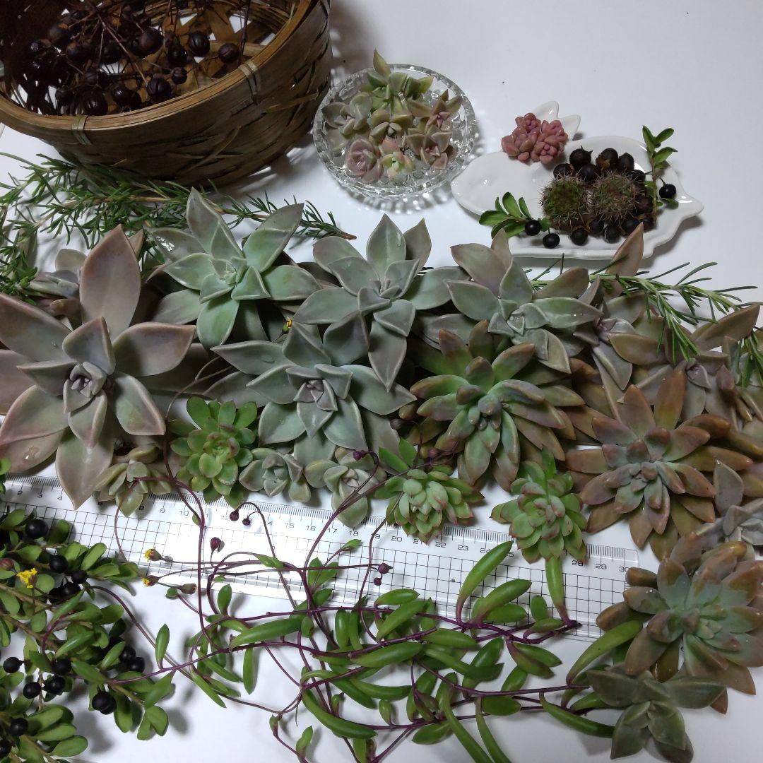 TOKIE様✤専用商品♥♥♥