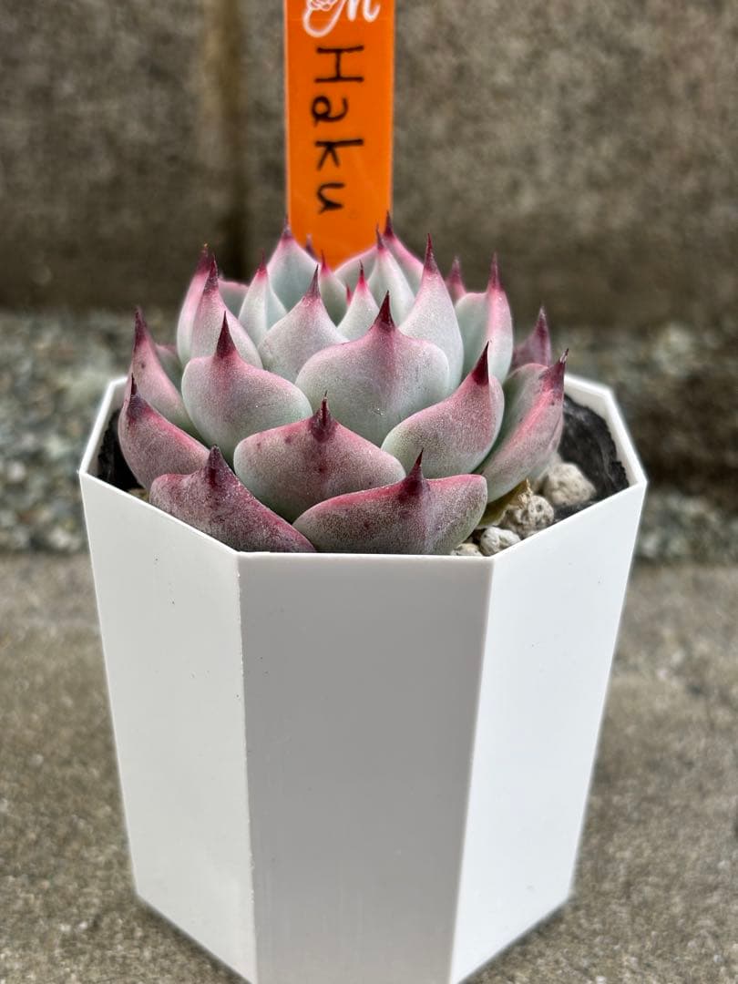 超希少 MIYAさん苗 命名株 Haku 札付き 多肉植物 - メルカリ