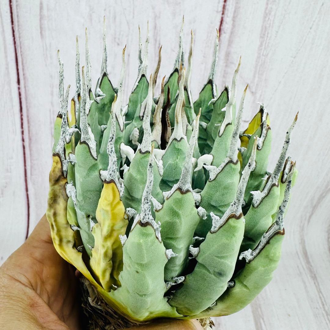 71 アガベ　ユタエンシス　エボリスピナ　肉厚　陽炎　太葉　ホワイトスパイン