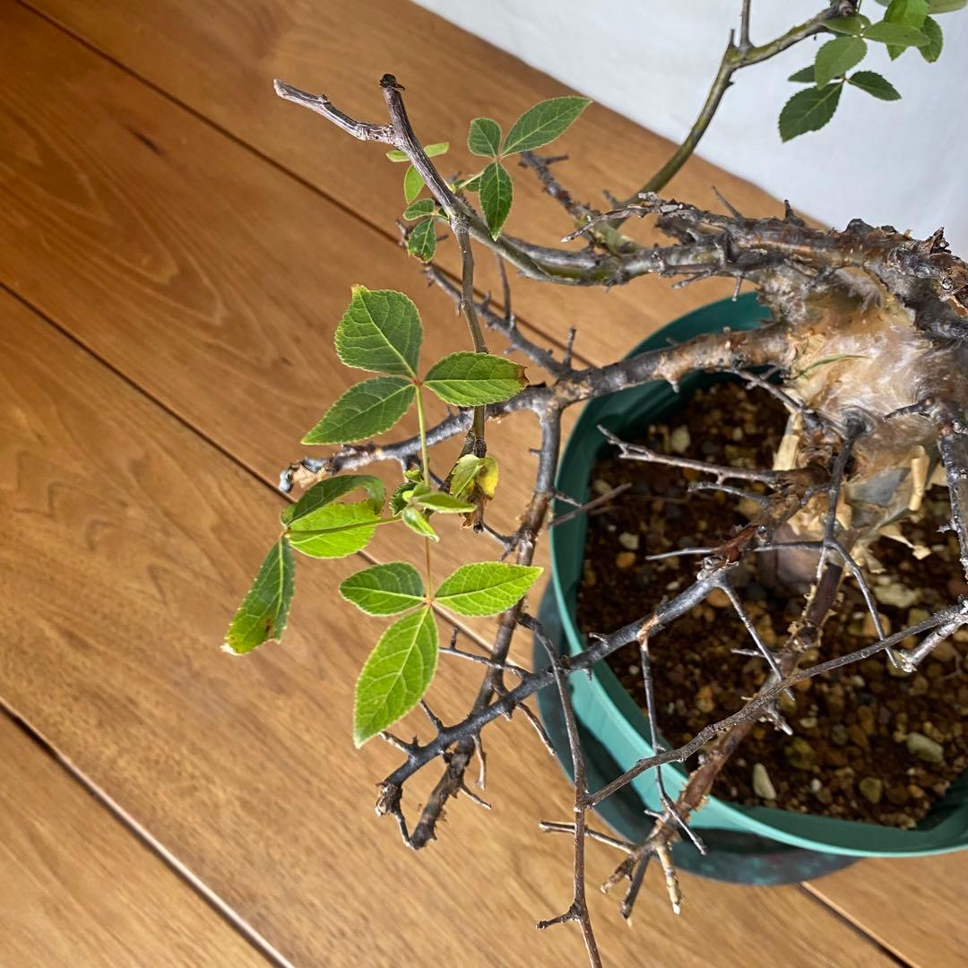 休眠中】コミフォラ エミニー 7号 - メルカリ