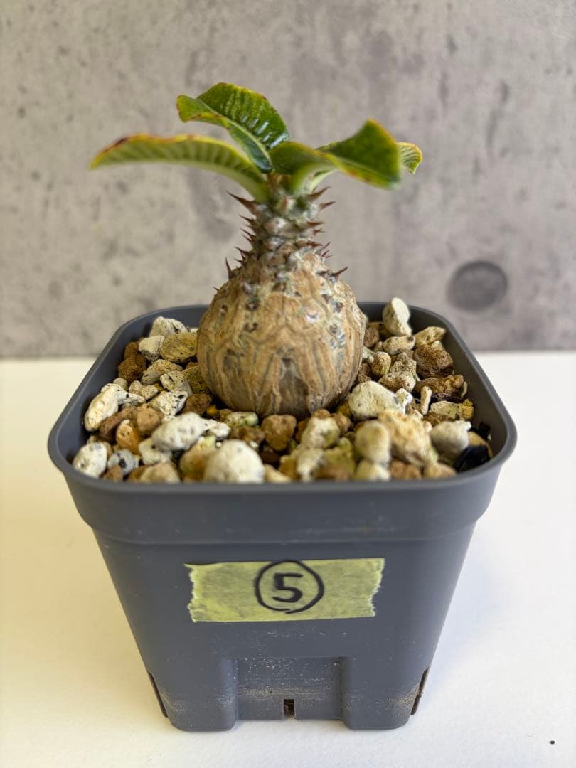 国内実生株 パキポディウム ウィンゾリー⑤ - メルカリ