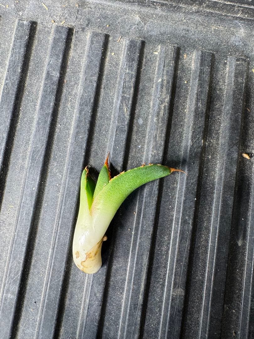 悪魔くん OC アガベ 子株 検】スーパーチタノタ シチリア オテロイ