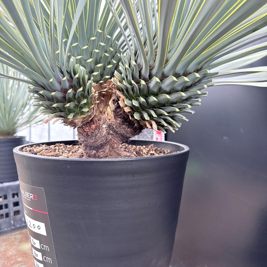 【AL1200】ユッカ　ロストラータ　トリプルヘッド