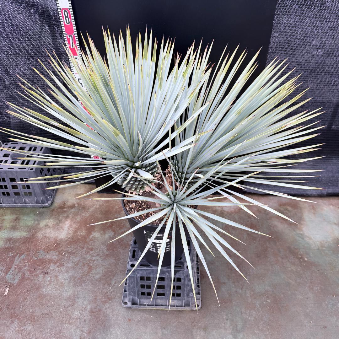 【AL1200】ユッカ　ロストラータ　トリプルヘッド