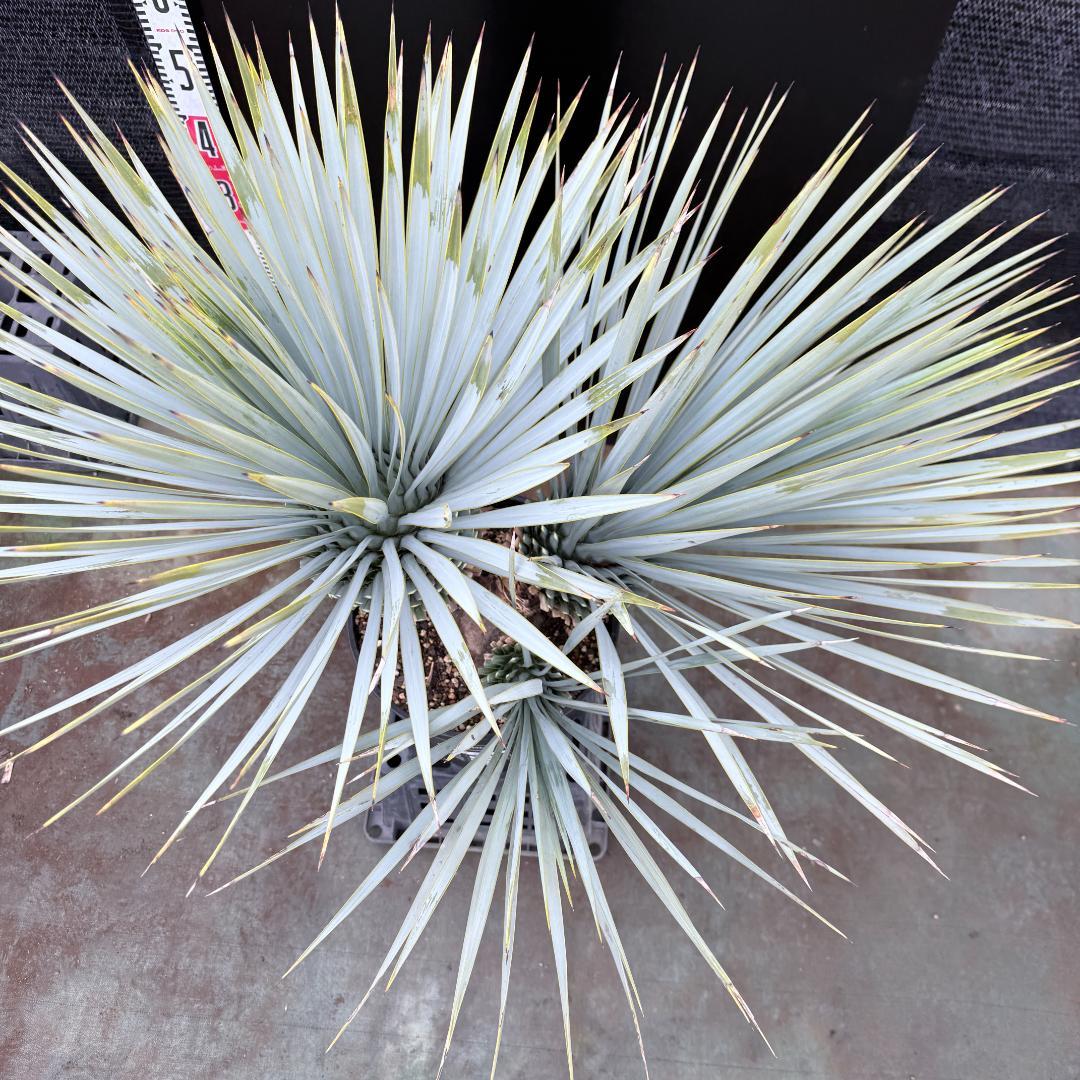 【AL1200】ユッカ　ロストラータ　トリプルヘッド