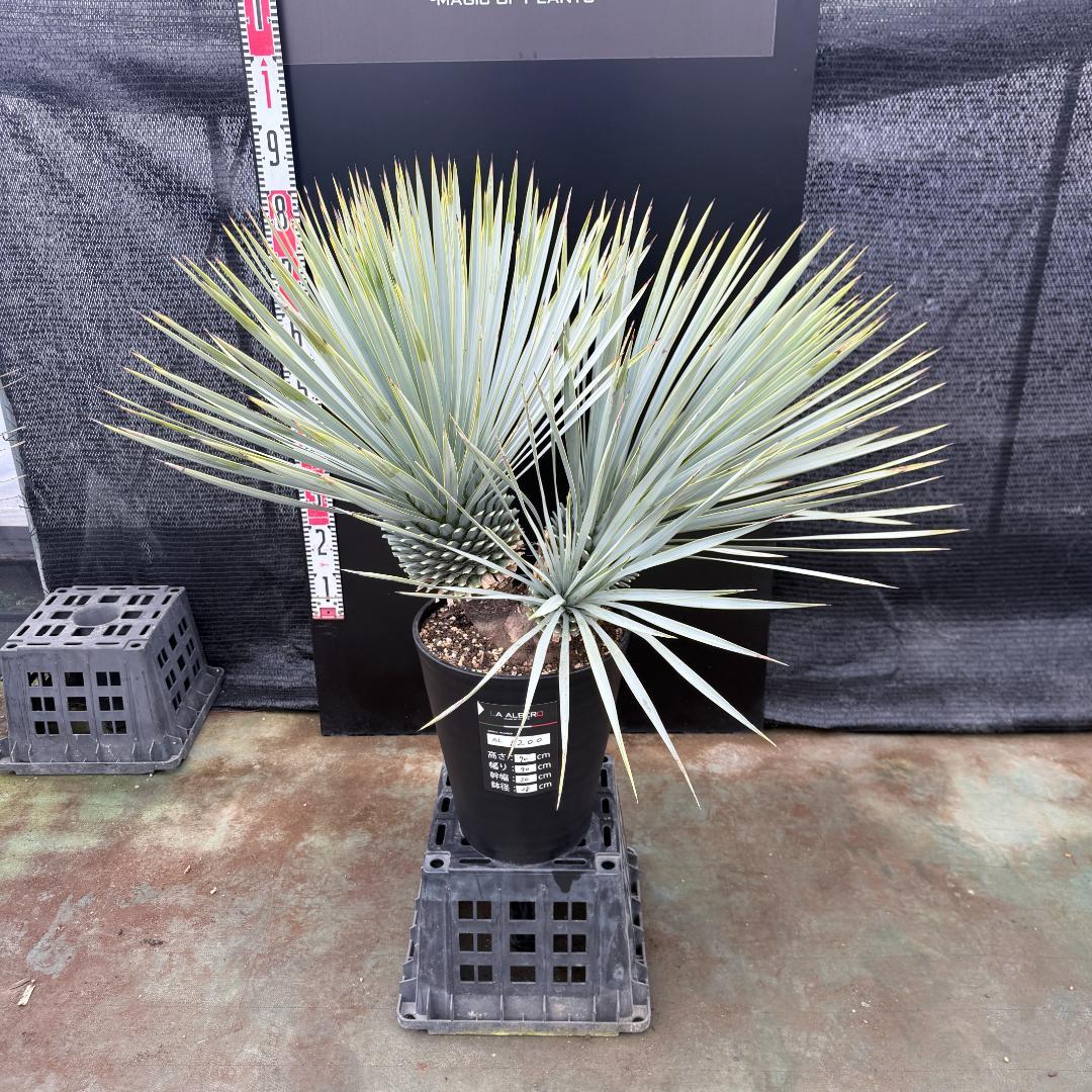 【AL1200】ユッカ　ロストラータ　トリプルヘッド