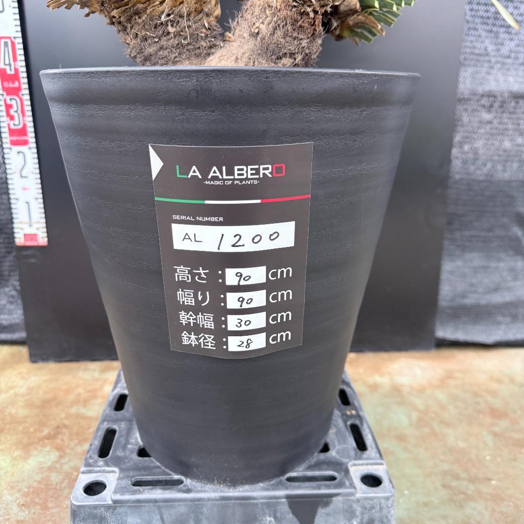 【AL1200】ユッカ　ロストラータ　トリプルヘッド