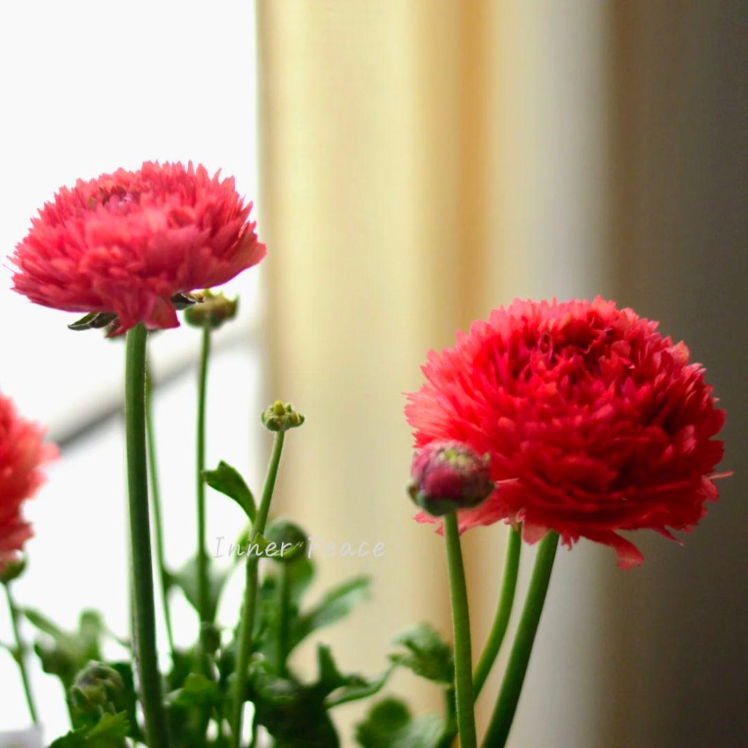 宿根草【タグ付】ラナンキュラスポンポン『ミネルバ』５号【1鉢のみ】希少　限定品♪