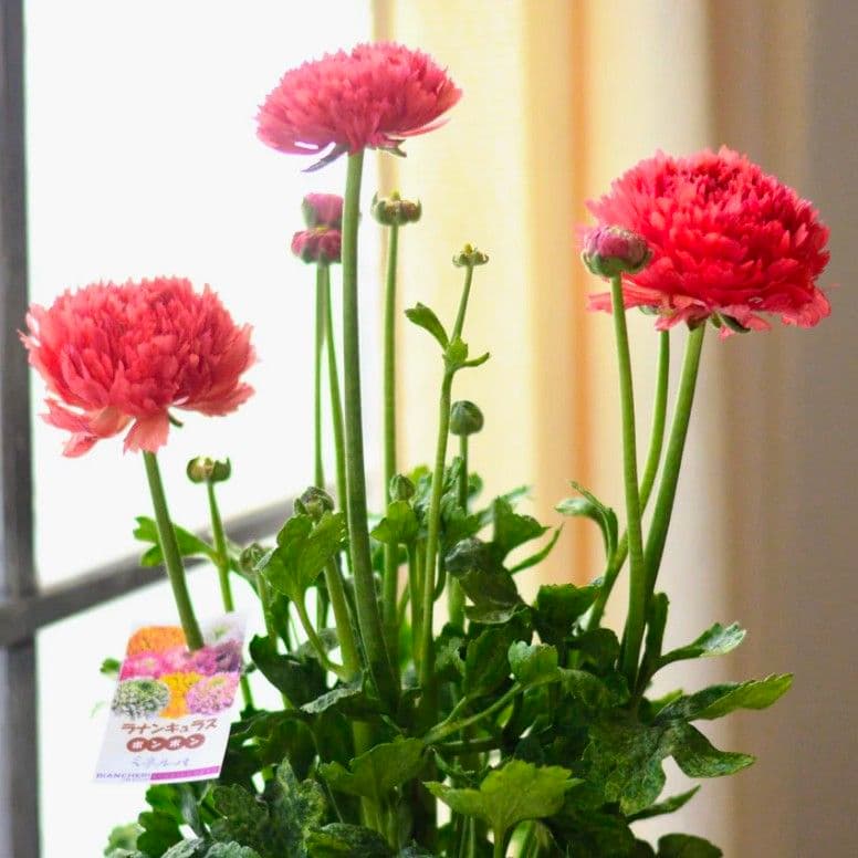 宿根草【タグ付】ラナンキュラスポンポン『ミネルバ』５号【1鉢のみ】希少　限定品♪