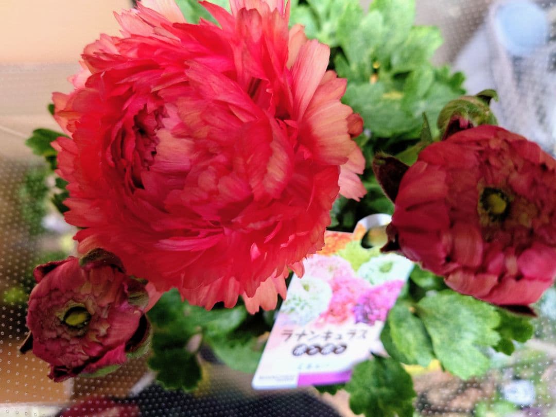 宿根草【タグ付】ラナンキュラスポンポン『ミネルバ』５号【1鉢のみ】希少　限定品♪