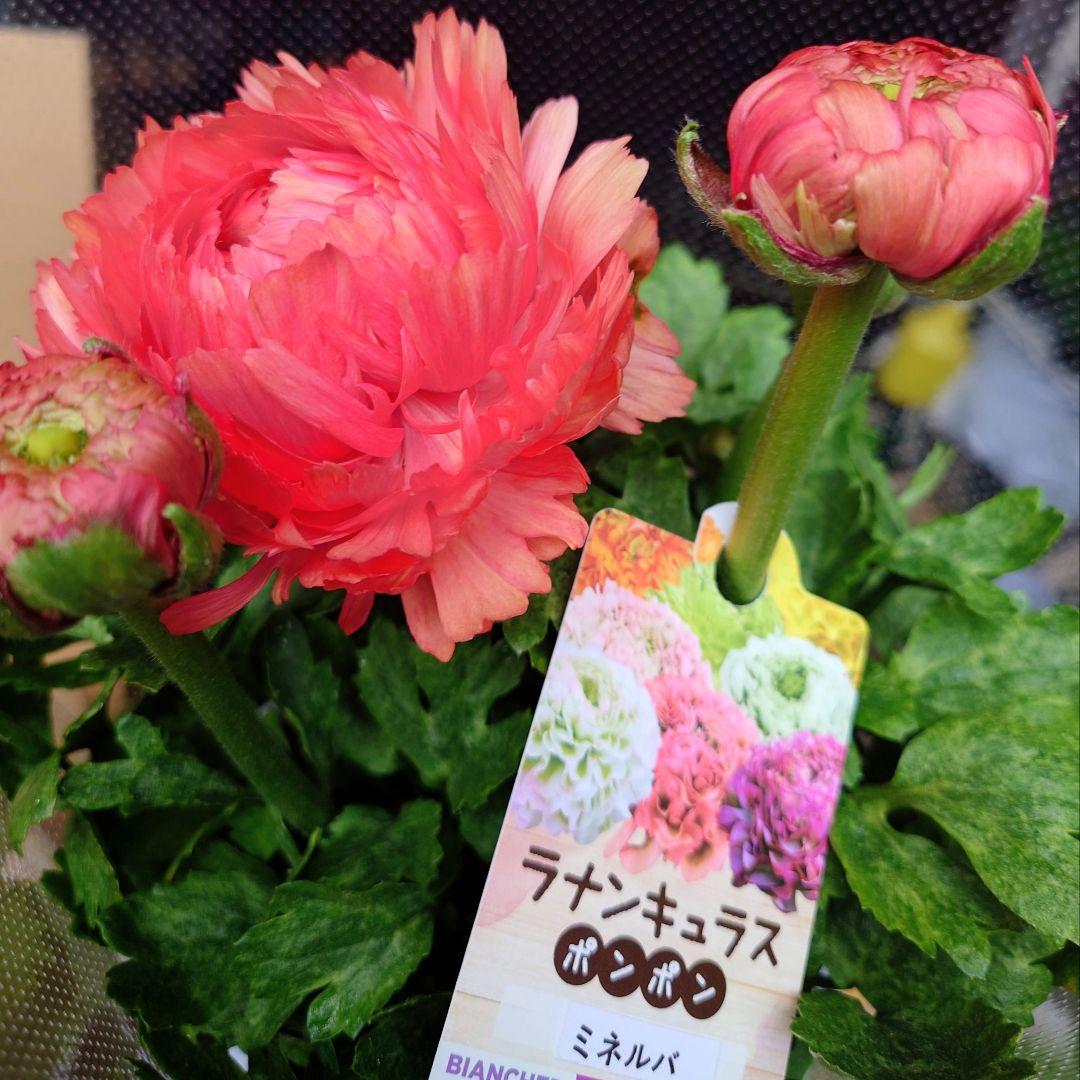 宿根草【タグ付】ラナンキュラスポンポン『ミネルバ』５号【1鉢のみ】希少　限定品♪