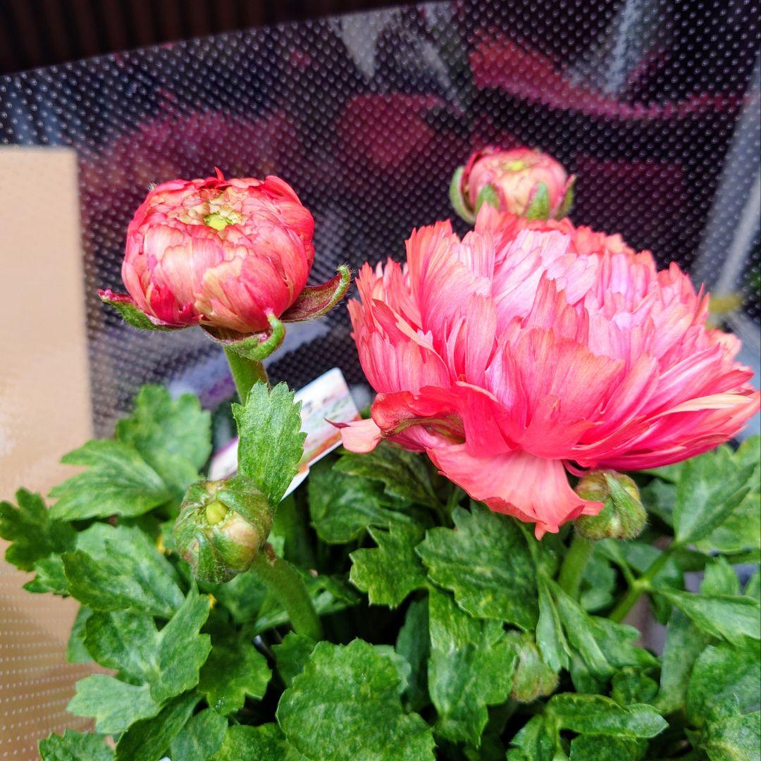 宿根草【タグ付】ラナンキュラスポンポン『ミネルバ』５号【1鉢のみ】希少　限定品♪