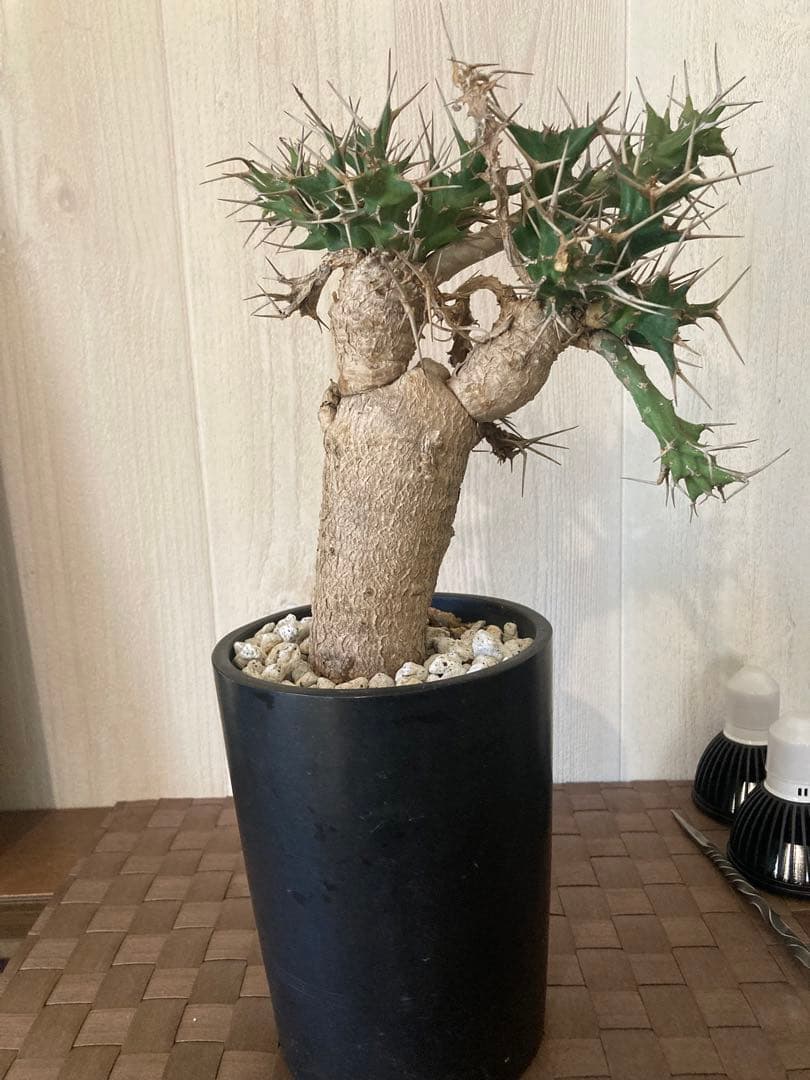 ユーフォルビア　クラビゲラ　2頭