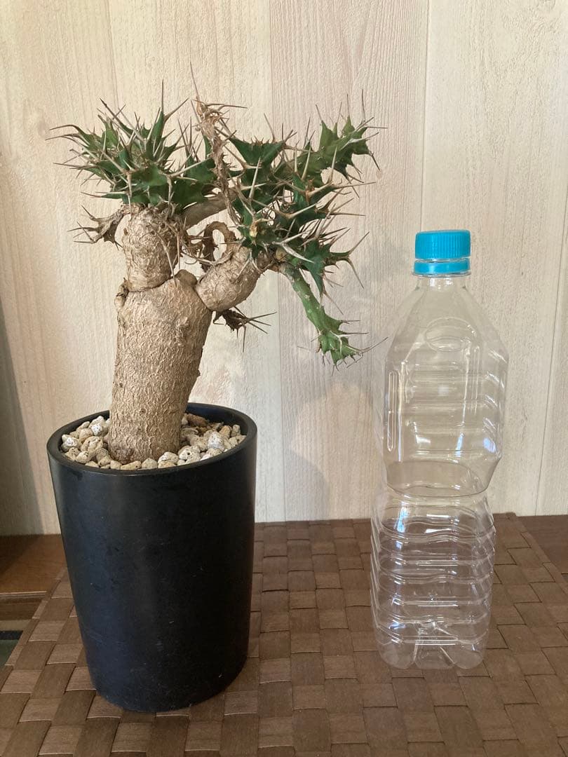 ユーフォルビア　クラビゲラ　2頭