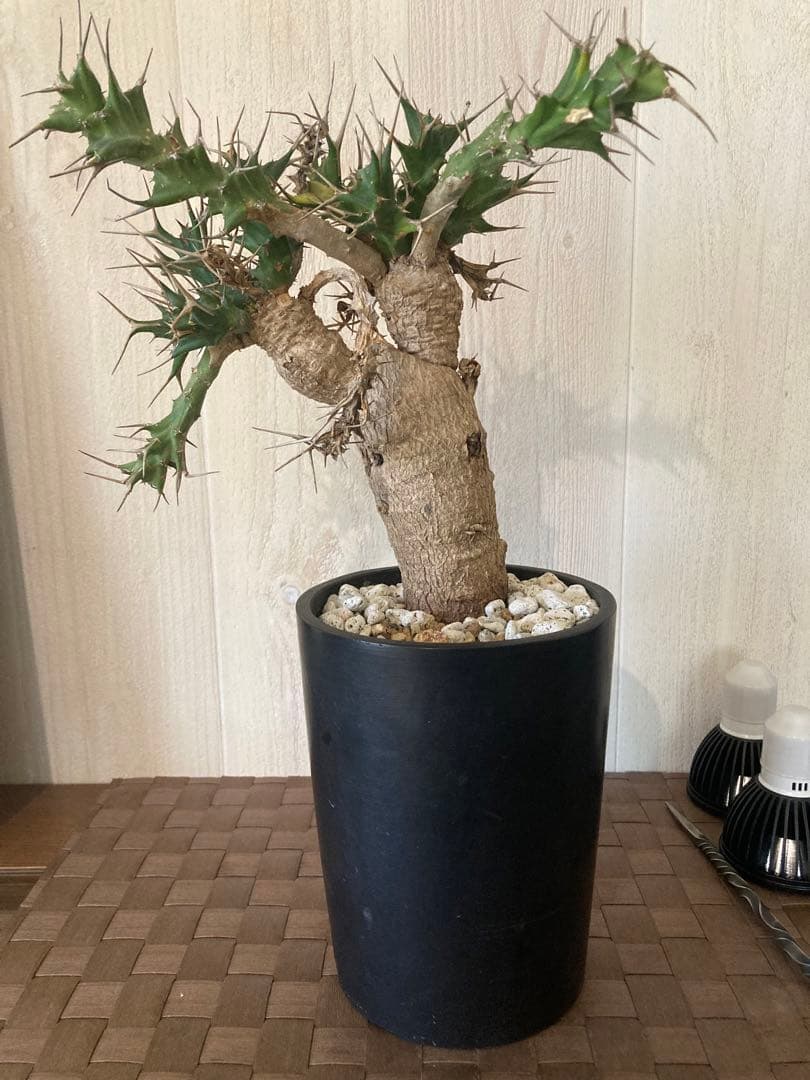 ユーフォルビア　クラビゲラ　2頭