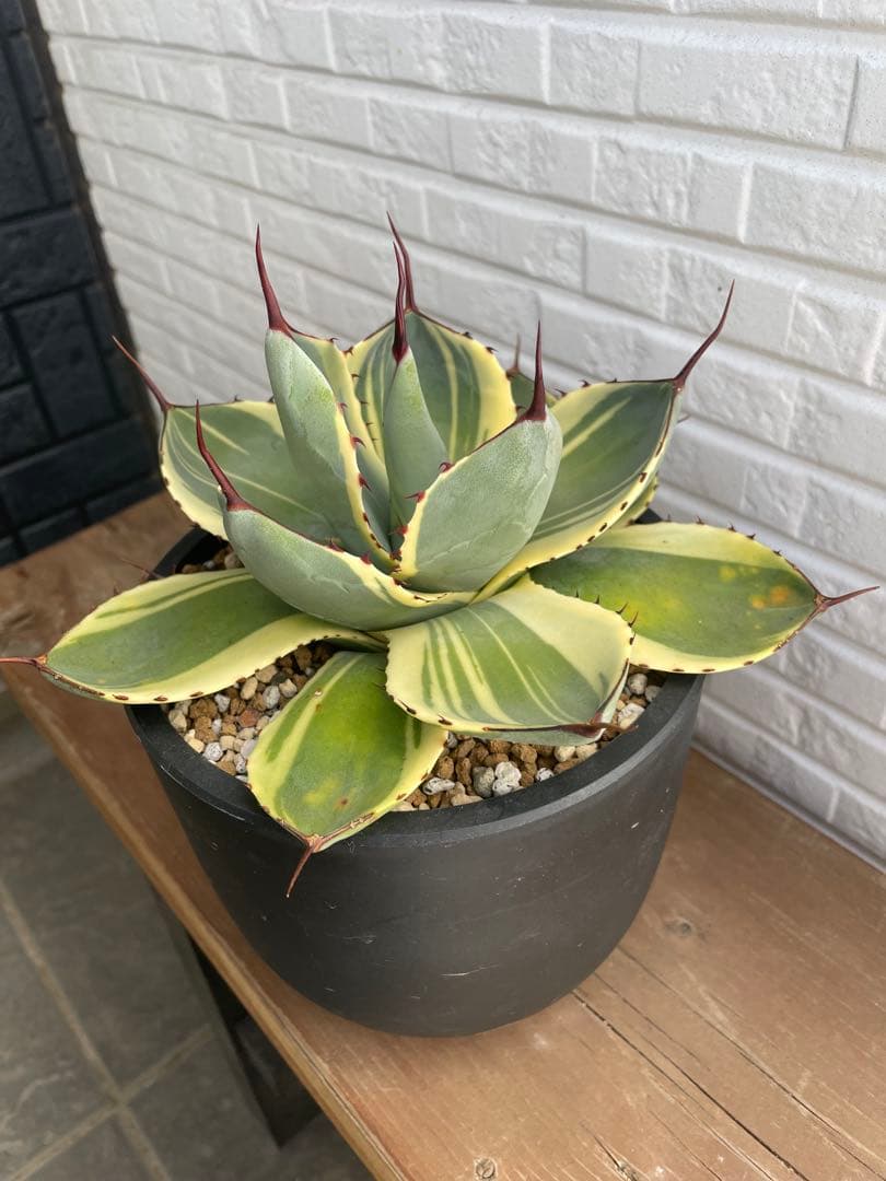 アガベ　パリートランカータ　オリザバ　希少品種