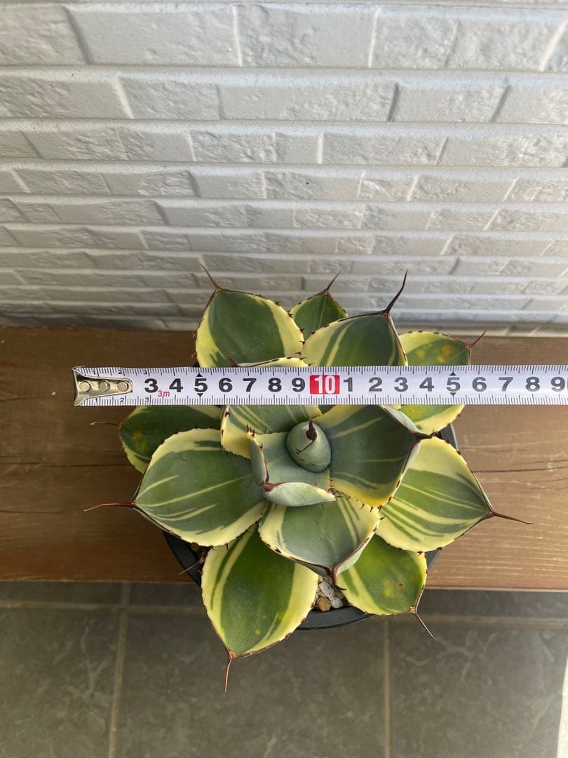 アガベ　パリートランカータ　オリザバ　希少品種