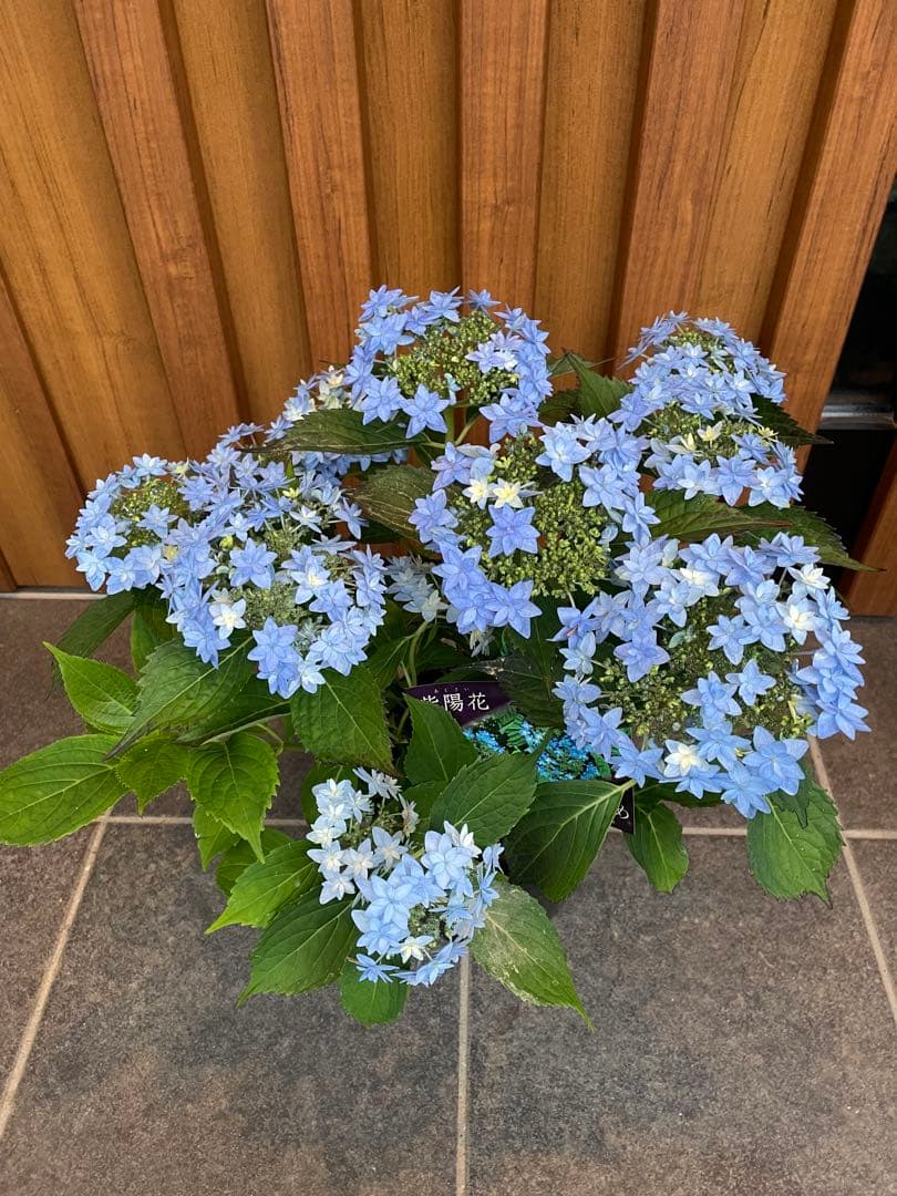 花苗】ヤマアジサイ おりひめ 大苗 6号 タグ付き メルカリ便発送