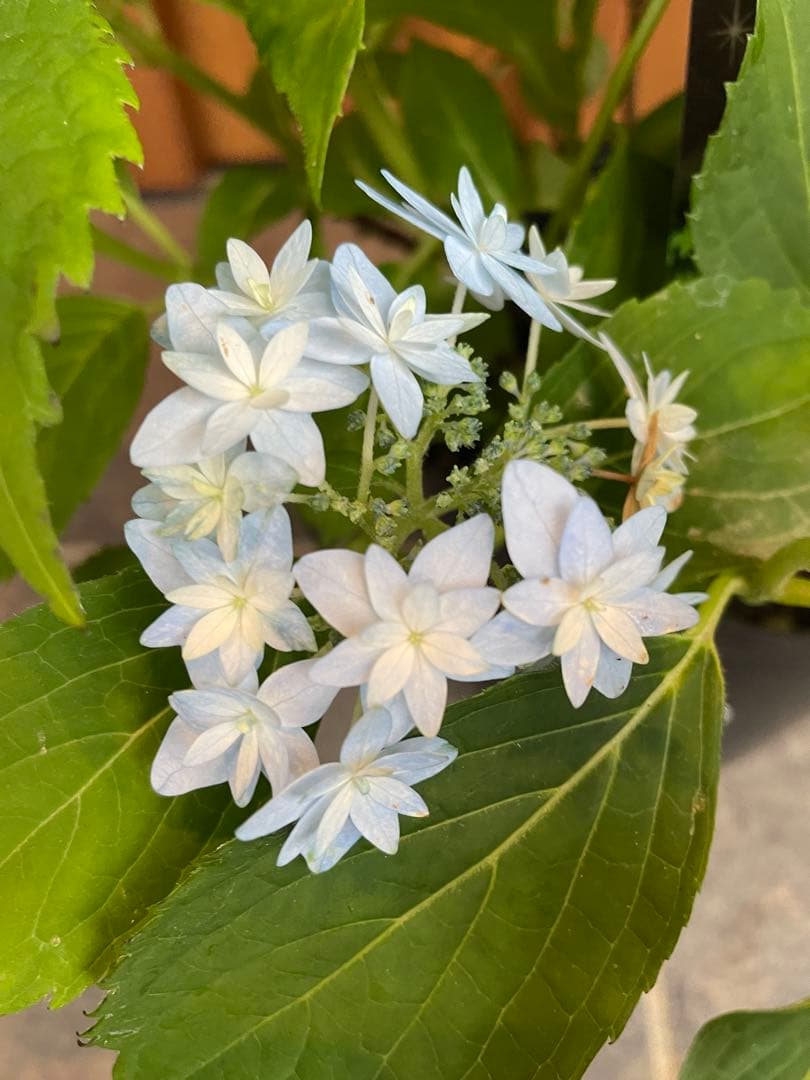 花苗】ヤマアジサイ おりひめ 大苗 6号 タグ付き メルカリ便発送