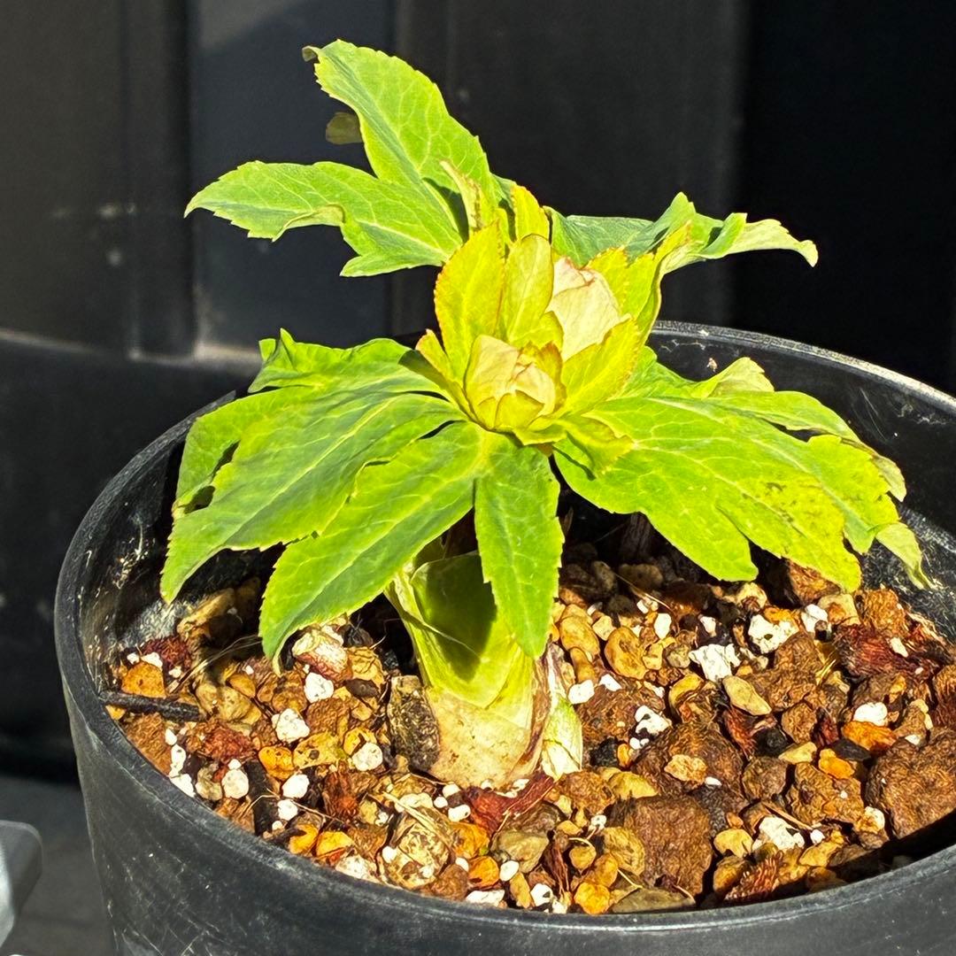 衛*様 3559☘️ラスト2☘️蕾付☘️⭐️SD⭐️紅ピンクオーレア⭐️ツートン