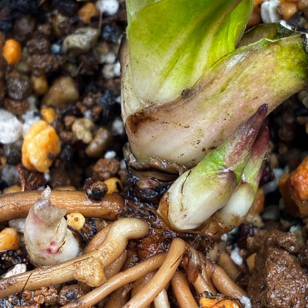 衛*様 3559☘️ラスト2☘️蕾付☘️⭐️SD⭐️紅ピンクオーレア⭐️ツートン