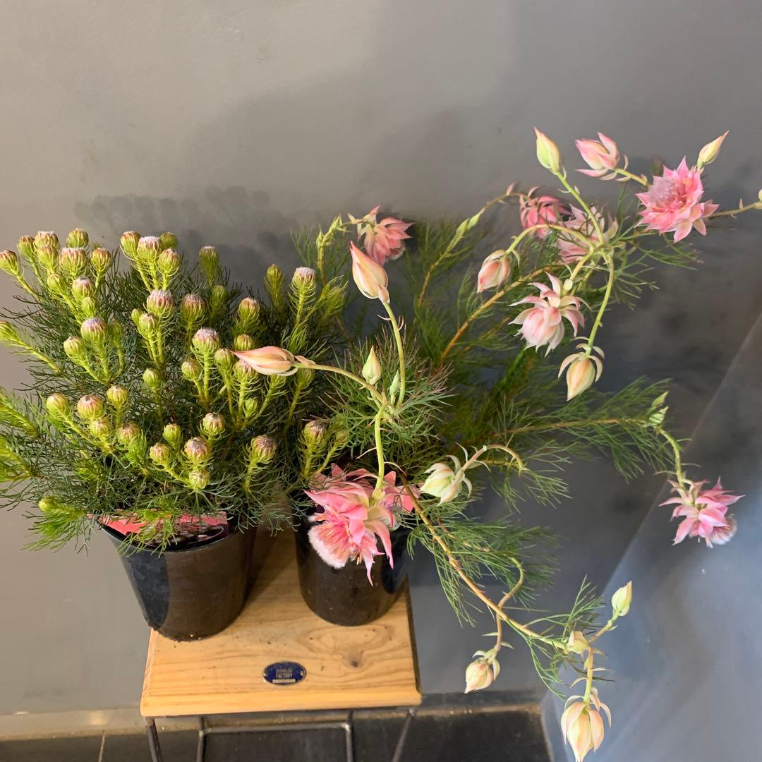 セルリア 2種セット