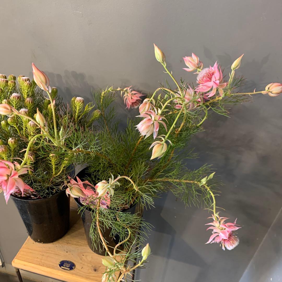 セルリア 2種セット