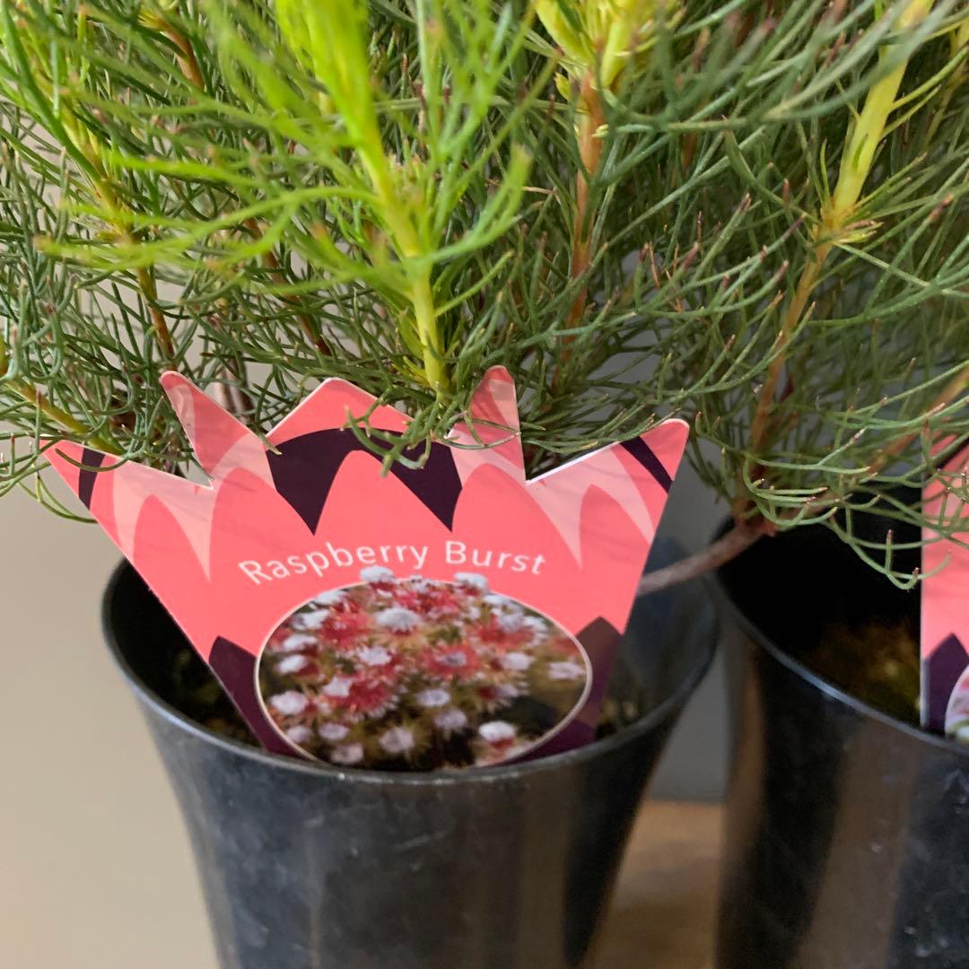 セルリア 2種セット