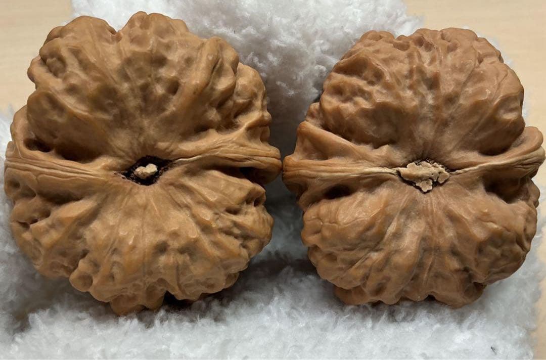 文玩堂：延慶ハマトウ胡桃 超特大サイズ 腹部47mm