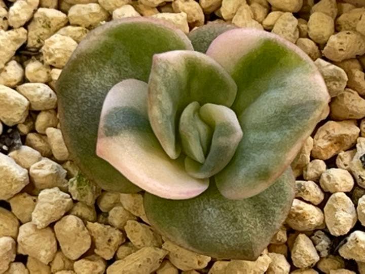 ❤️専用出品❤️ラブリーローズ錦　　　　　　　　　　　　　❤️美しく育ちました♪❤️