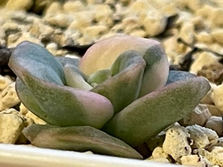 ❤️専用出品❤️ラブリーローズ錦　　　　　　　　　　　　　❤️美しく育ちました♪❤️