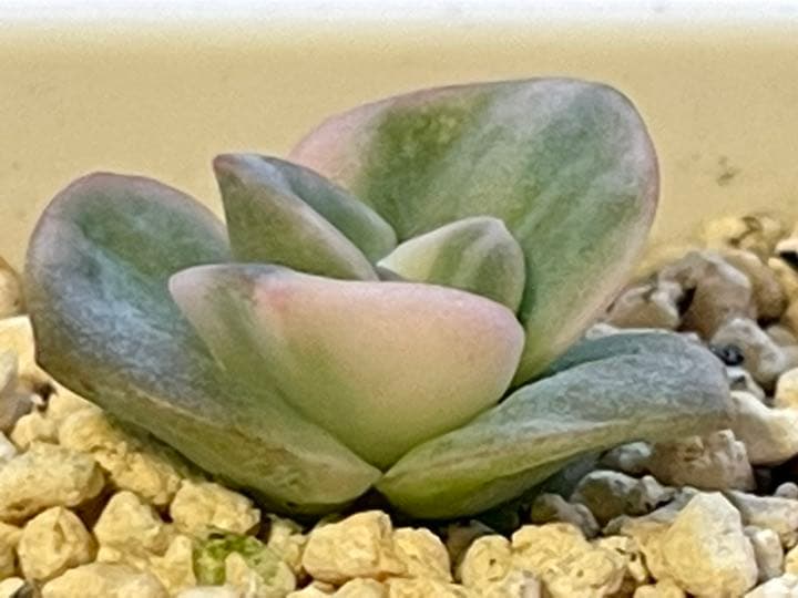 ❤️専用出品❤️ラブリーローズ錦　　　　　　　　　　　　　❤️美しく育ちました♪❤️