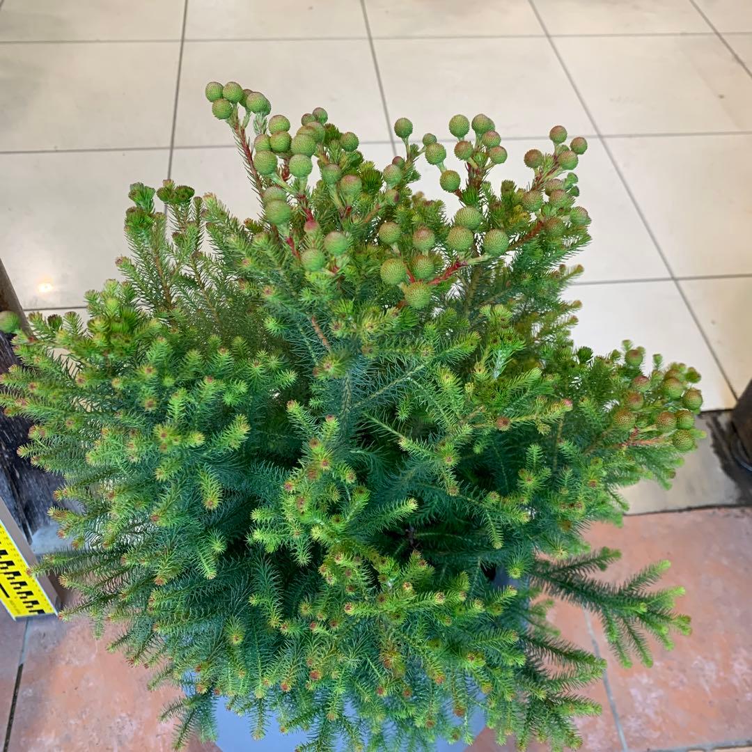 バーゼリア ラヌギノーサ ファイバー鉢 - メルカリ