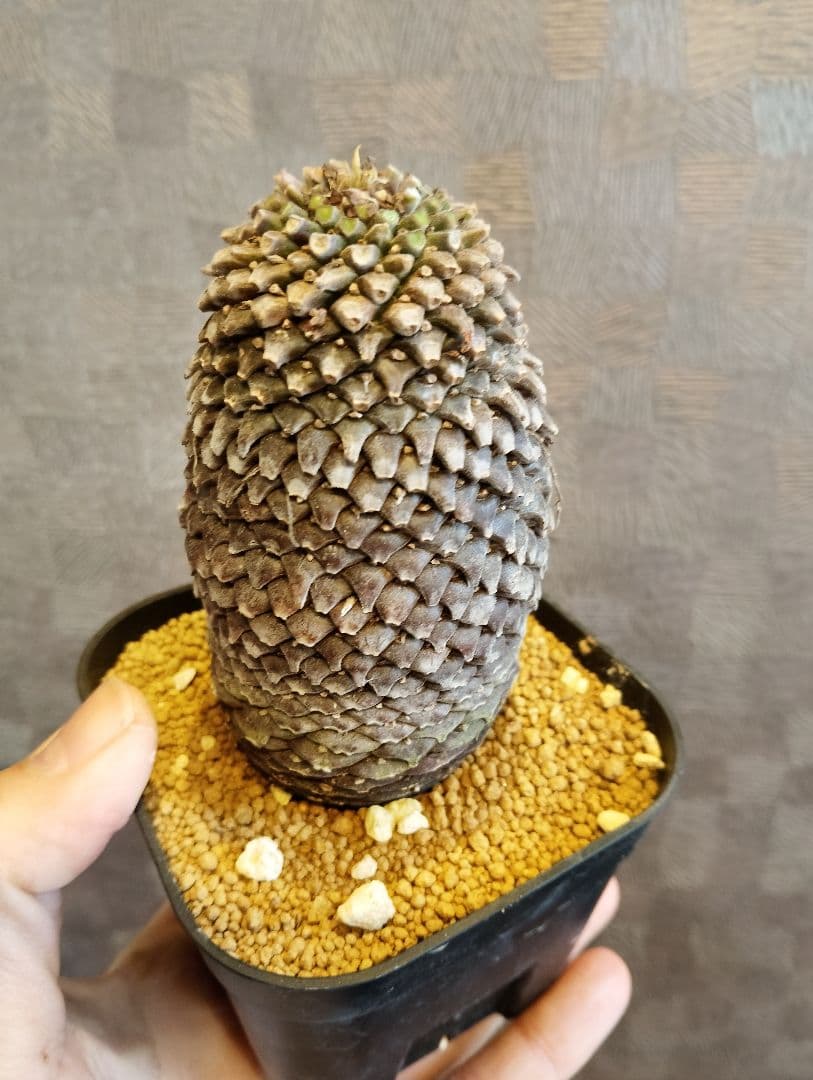 \"特大美株\" ユーフォルビア 鉄甲丸