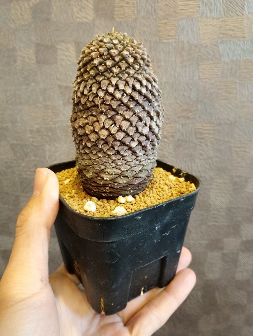 \"特大美株\" ユーフォルビア 鉄甲丸