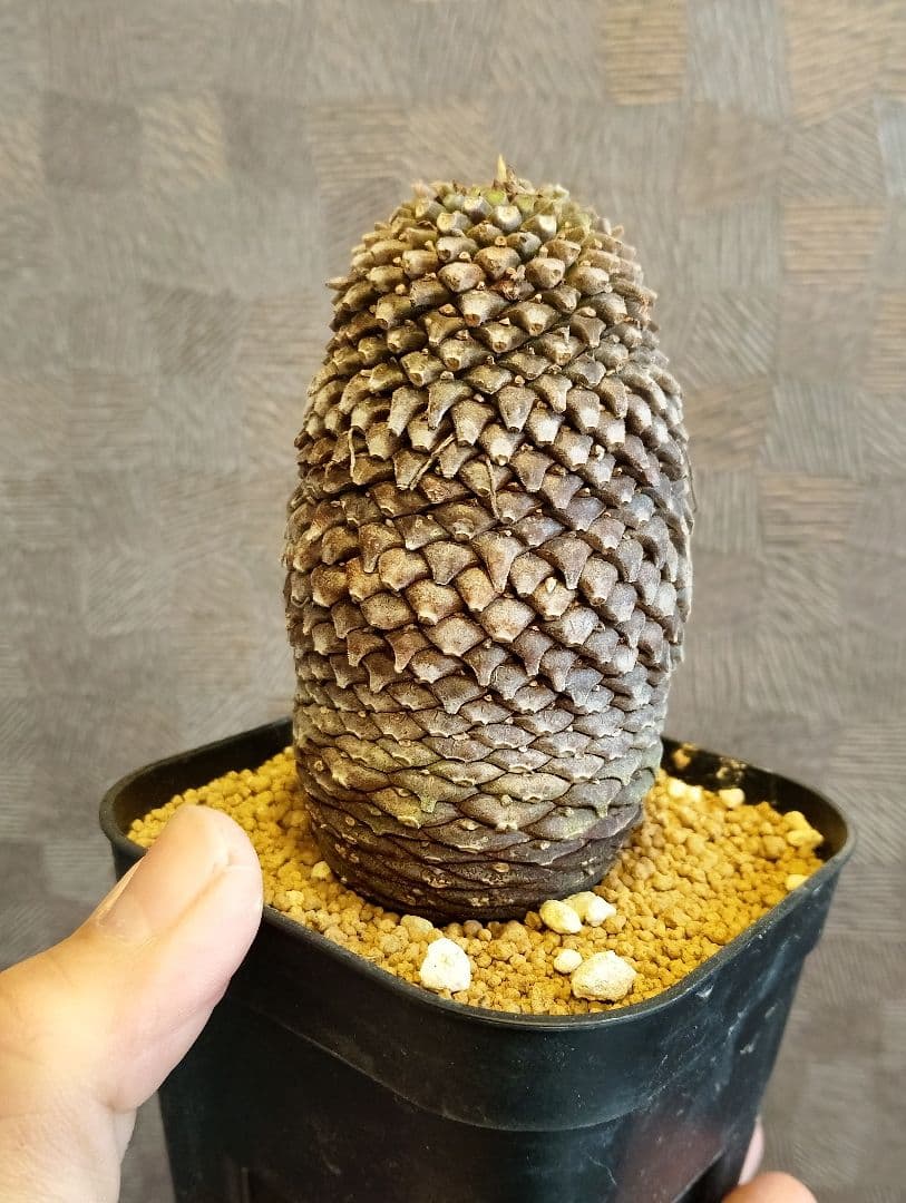 \"特大美株\" ユーフォルビア 鉄甲丸