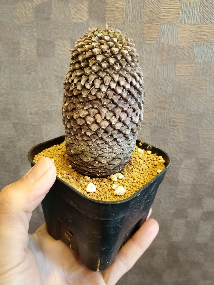 \"特大美株\" ユーフォルビア 鉄甲丸