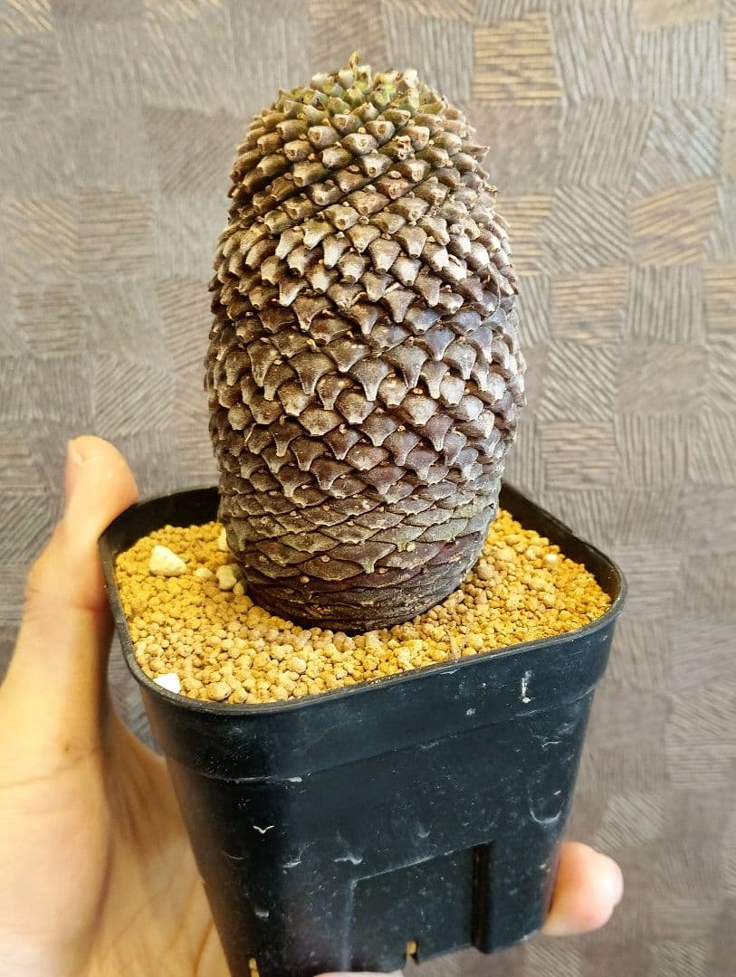 \"特大美株\" ユーフォルビア 鉄甲丸