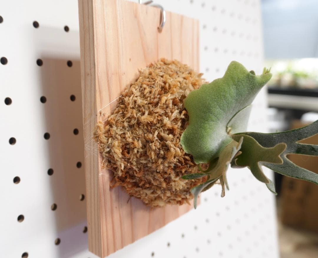 ビカクシダ OMG ウィリンキードワーフ 板付 O-5 - メルカリ