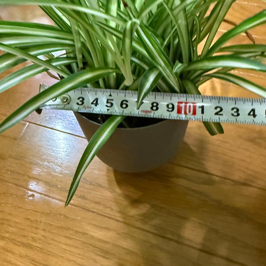 斑入り オリヅルラン 子株 水耕栽培 大苗 発根済（冬季発送停止中