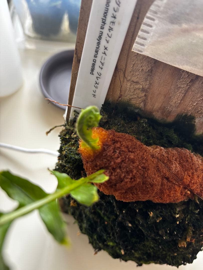 ドリナリア(アグラオモルファ) メイエニアナ クレステッド - メルカリ